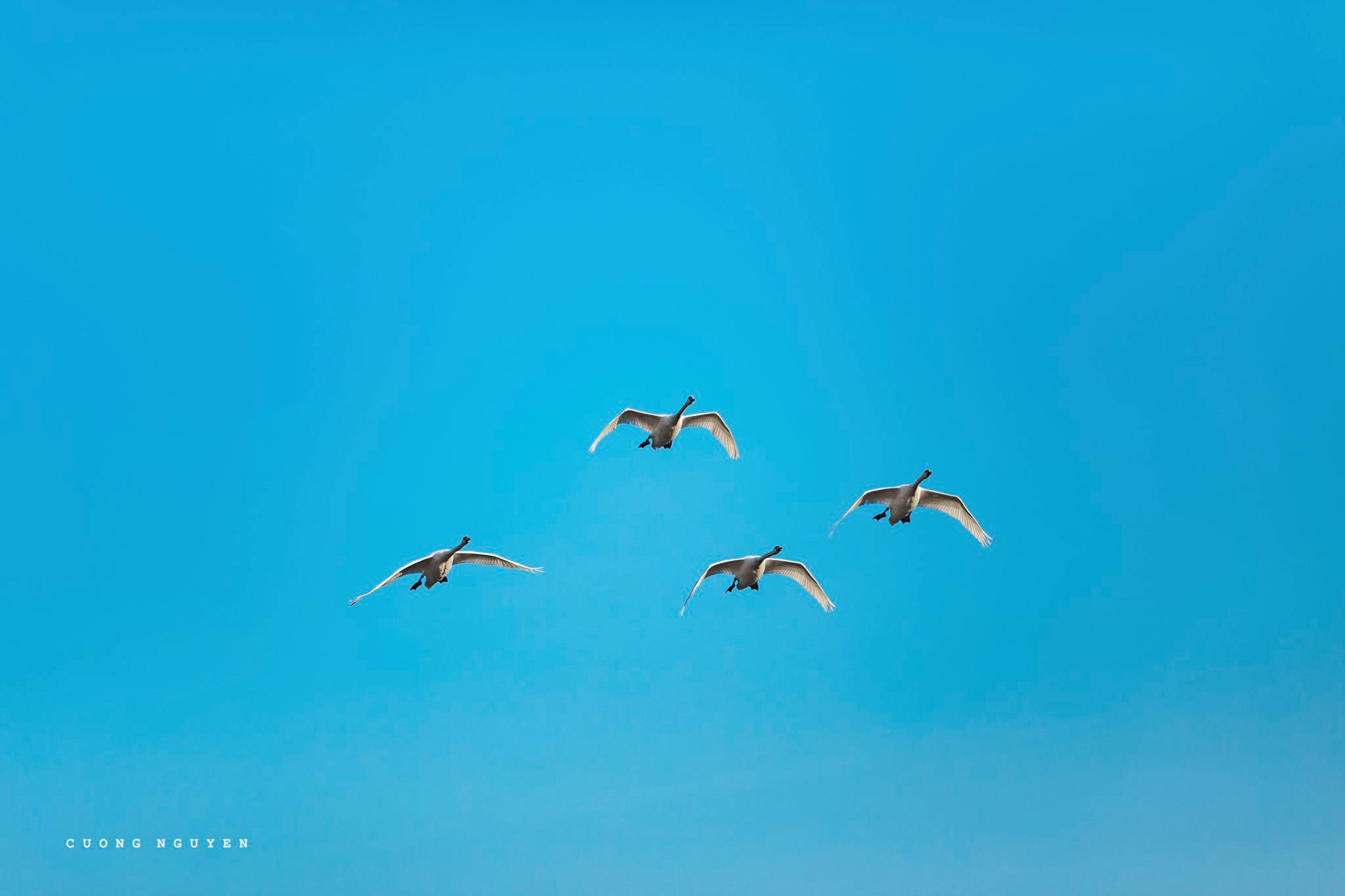 Ảnh thiên nga tại công viên Hồ Thiên Nga Ecopark