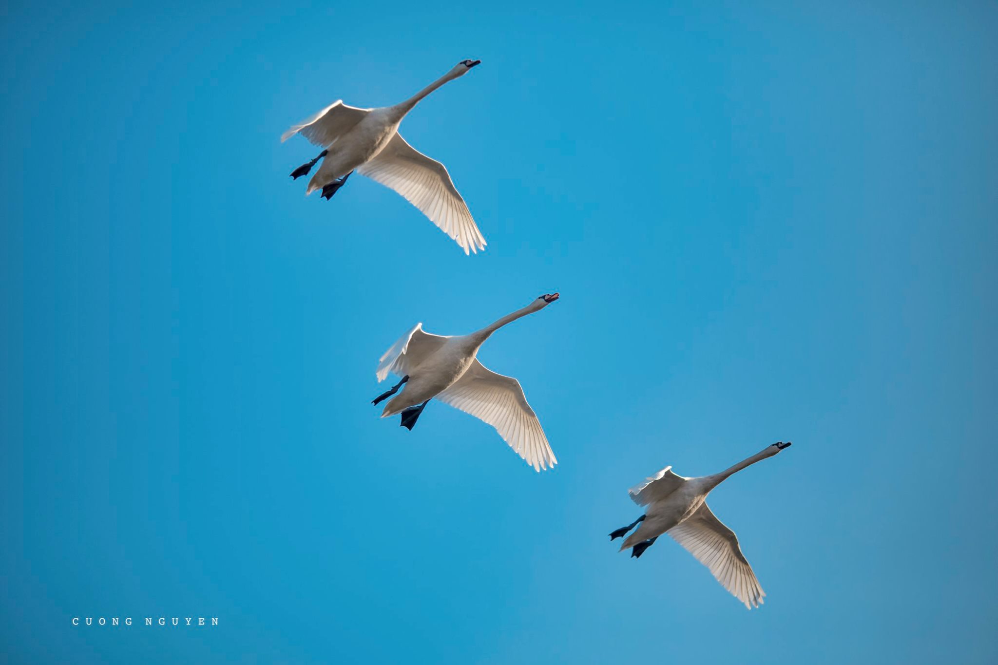 Ảnh thiên nga tại công viên Hồ Thiên Nga Ecopark