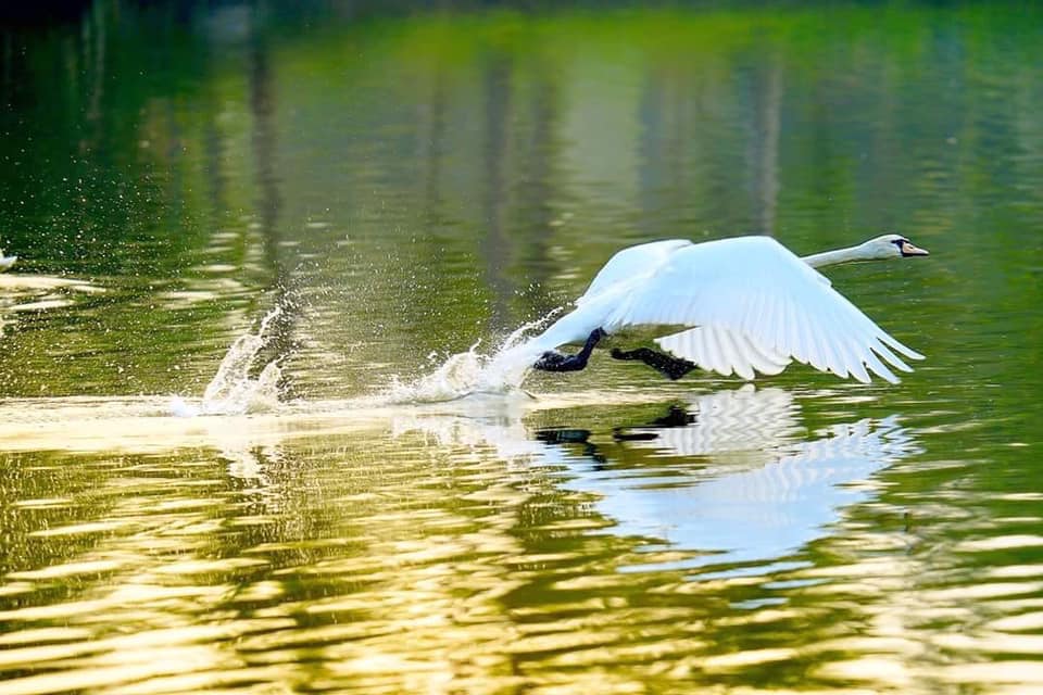 Ảnh thiên nga tại công viên Hồ Thiên Nga Ecopark