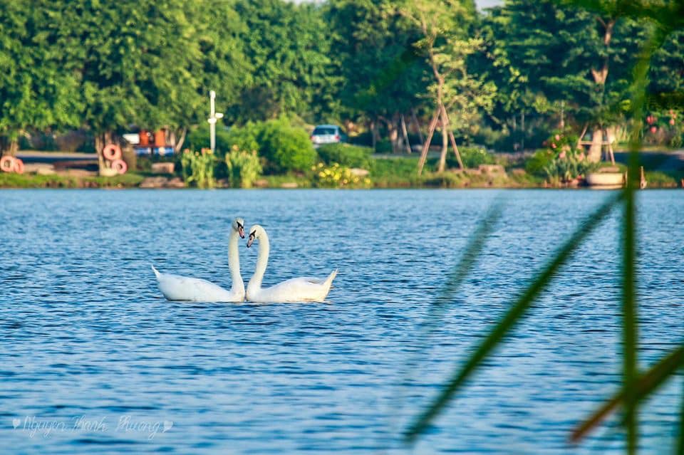 Ảnh thiên nga tại công viên Hồ Thiên Nga Ecopark