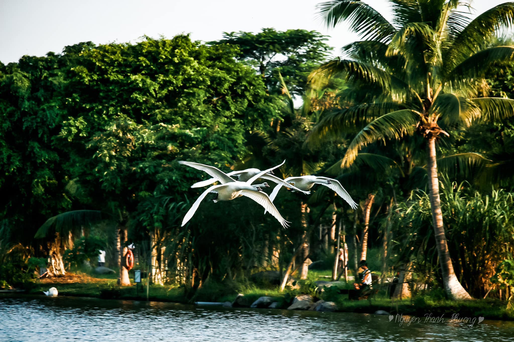 Ảnh thiên nga tại công viên Hồ Thiên Nga Ecopark