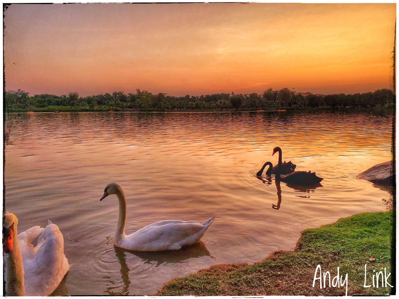 Ảnh thiên nga tại công viên Hồ Thiên Nga Ecopark