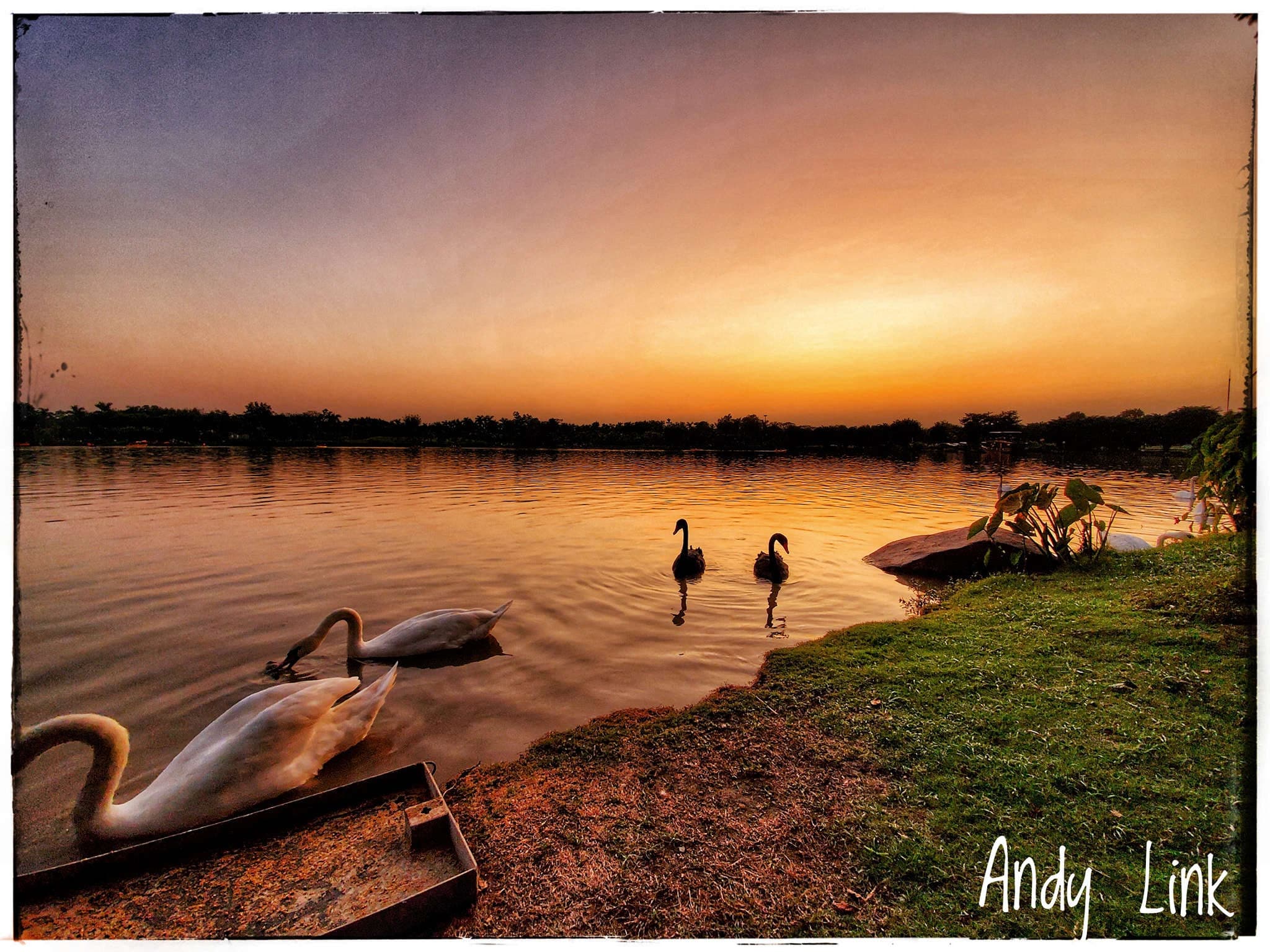 Ảnh thiên nga tại công viên Hồ Thiên Nga Ecopark