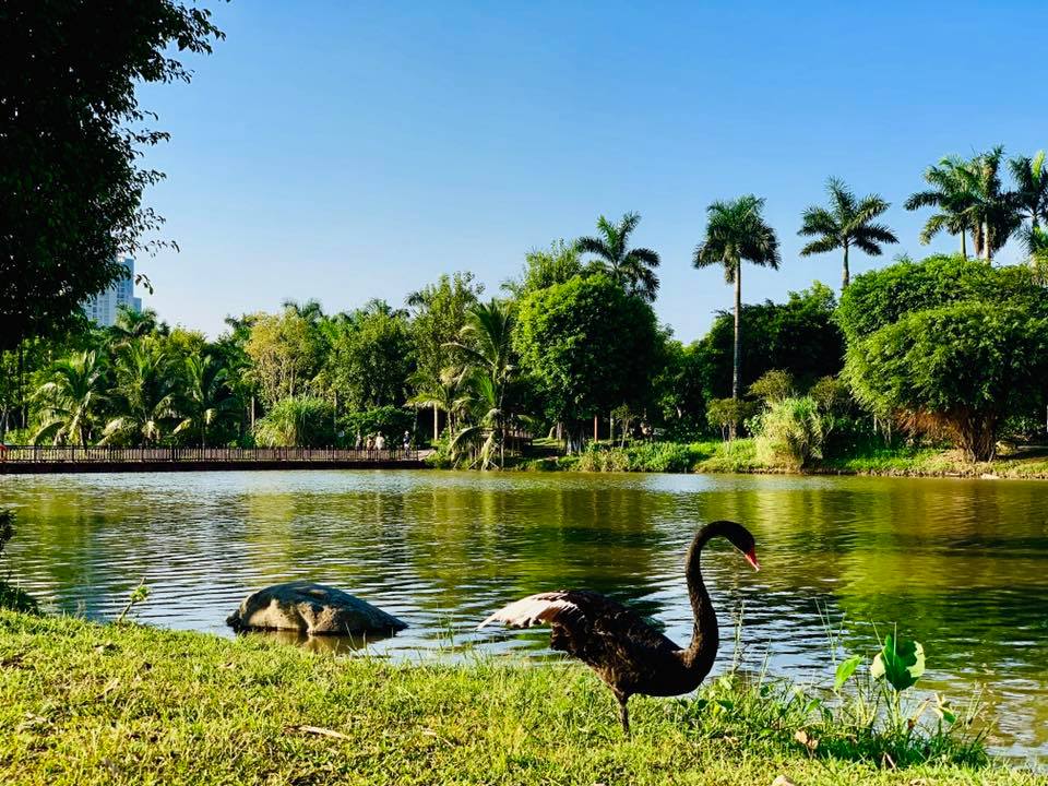 Ảnh thiên nga tại công viên Hồ Thiên Nga Ecopark