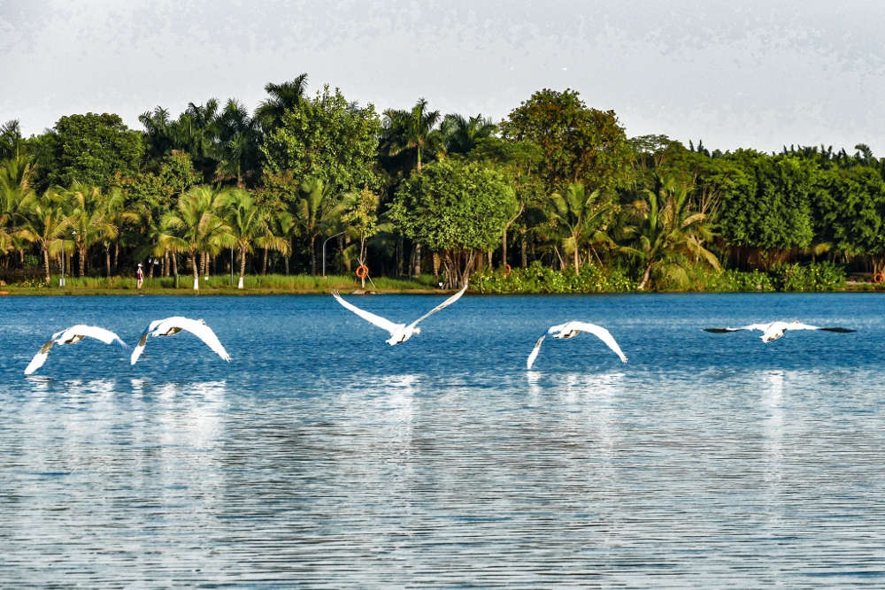 Ảnh thiên nga tại công viên Hồ Thiên Nga Ecopark