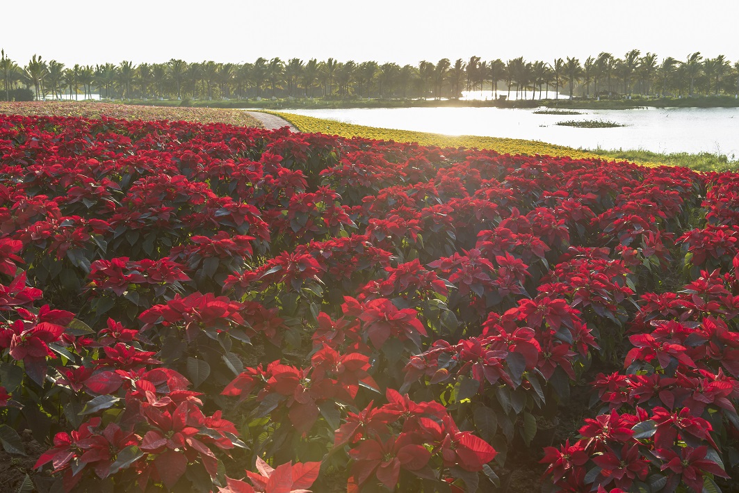 hoi-hoa-xuan-ecopark