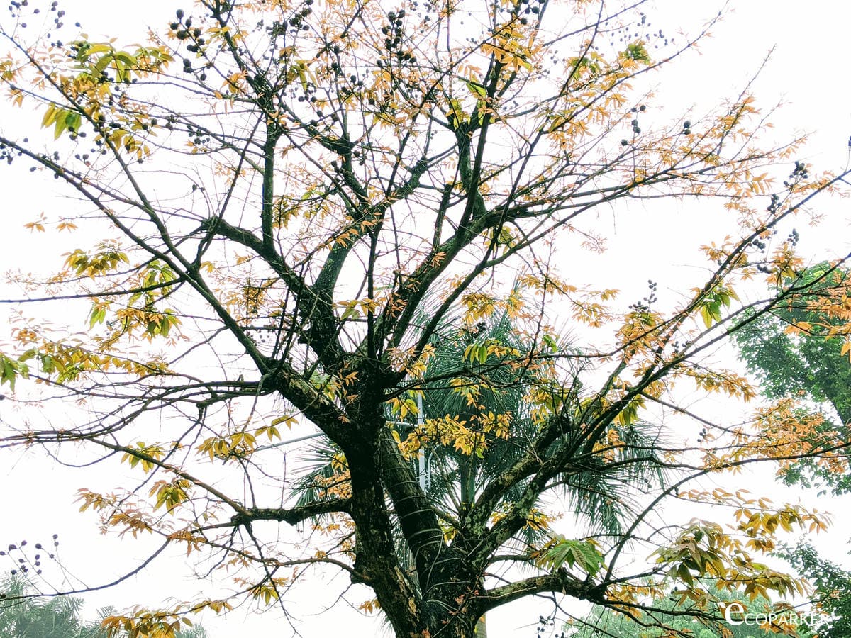 Ngày Tết Covid 2020 ở Ecopark