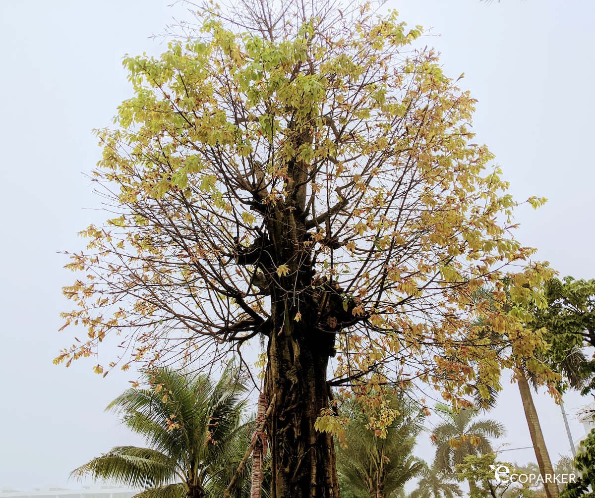 Ngày Tết Covid 2020 ở Ecopark