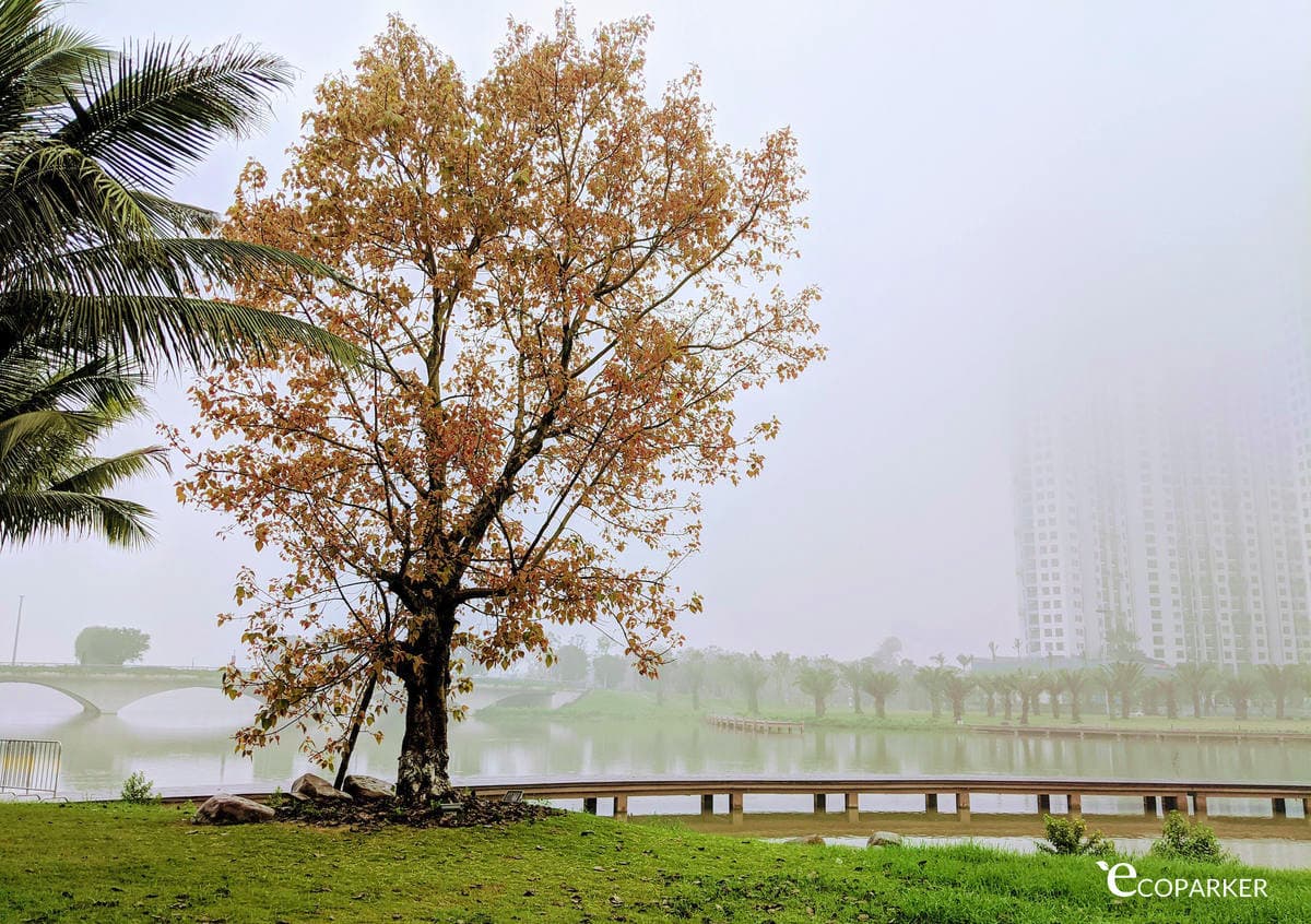 Ngày Tết Covid 2020 ở Ecopark