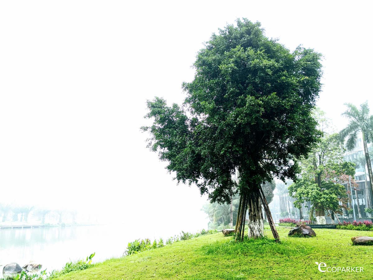 Ngày Tết Covid 2020 ở Ecopark